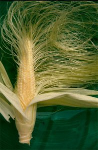 corn-silk